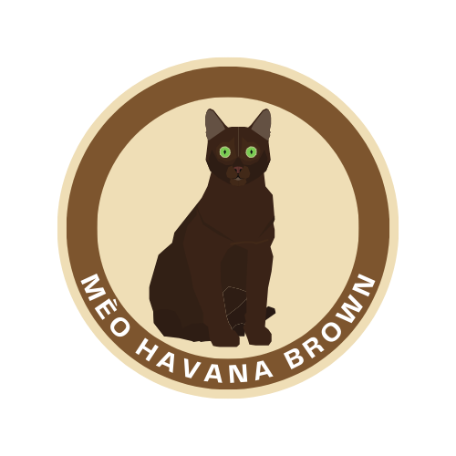 Mèo Havana Brown